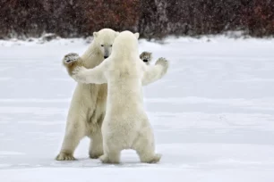 Deux ours polaires dansant le Frévo (danse brésilienne)
