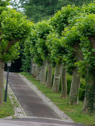 Abschüssiger Weg, von Bäumen umgeben